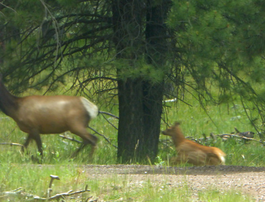 Elk cow and calf crossing road