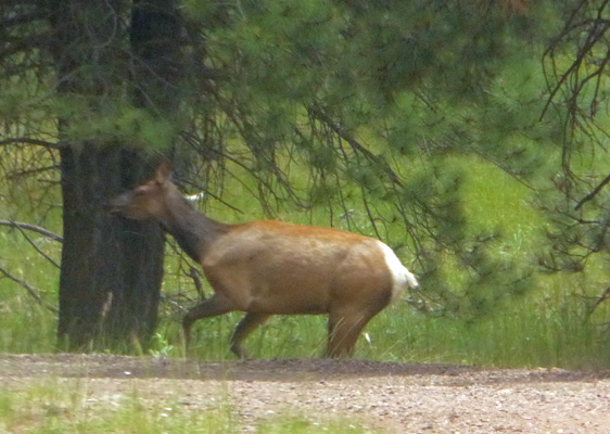 Elk cow on the run