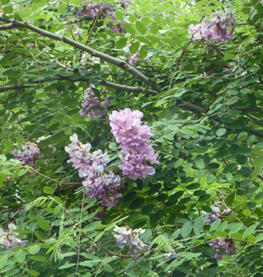 New Mexico Locusts (Robinia neomexicana)