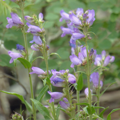 Apache Beartounge (Penstemon oliganthus)