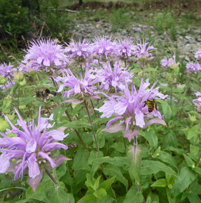 Wild Bee Balm (Monarda fistulosa)