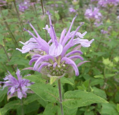 Wild Bee Balm (Monarda fistulosa)