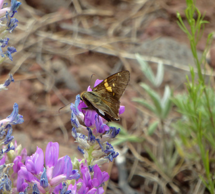 Butterfly on silver lupine