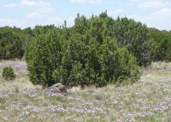 Dakota Mock-vervain (Glandularia bipinnatifida) and junipers