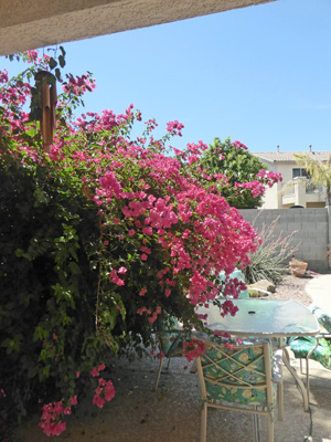 Bougainvillea engulfing patio furniture