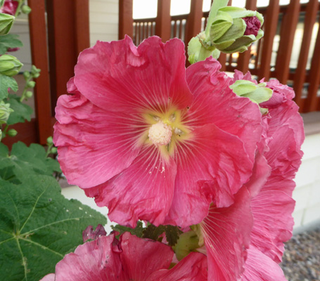 dark pink hollyhock