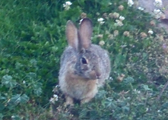 cottontail rabbit