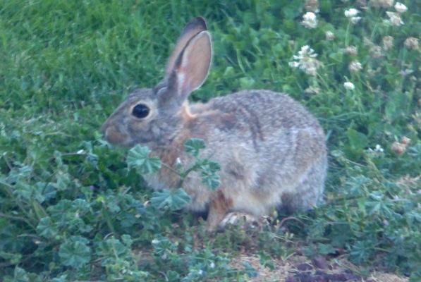 cottontail rabbit