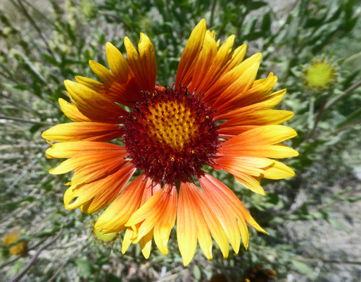 Firewheel (Gaillardia pulchella)