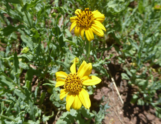 Cowpen Daisy (Verbesina encelioides)