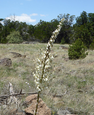  small soapweed (Yucca glauca)