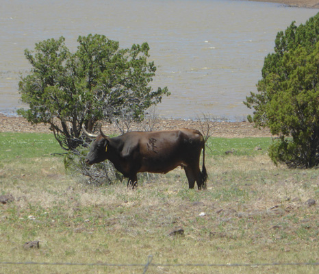 Long Horn cattle