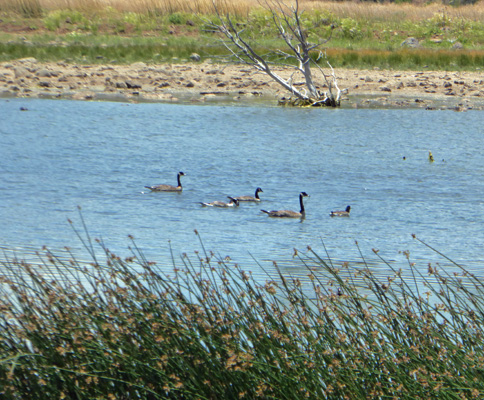 Canada Geese