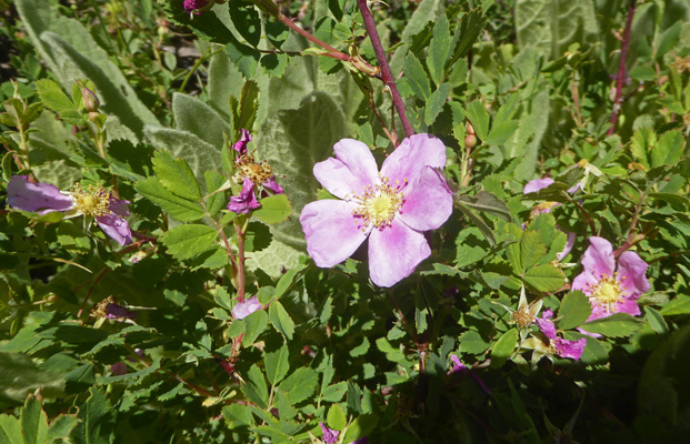 Wood’s Roses (Rosa woodsii)