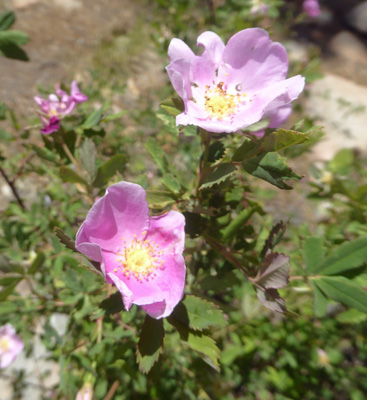 Wood's Roses (Rosa woodsia)