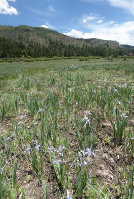 Rocky Mountain Iris