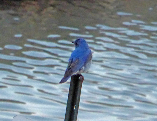 mountain bluebird