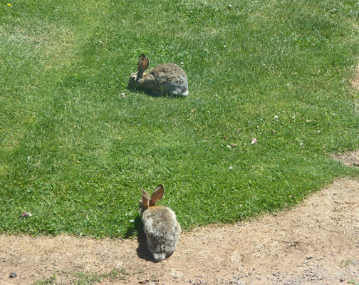 2 rabbits