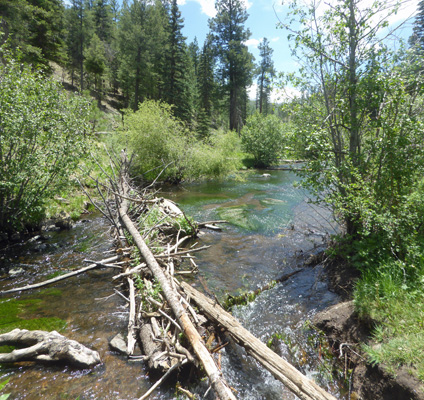 Little Colorado River Greer AZ