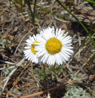 Whiplash daisies (Erigeron flagellaris)