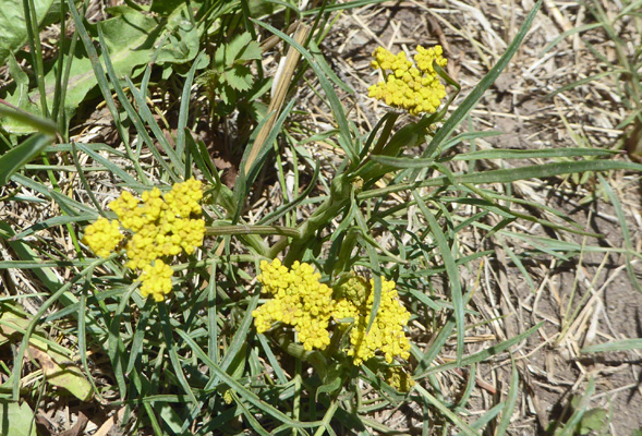 Alpine False-Springparsley (Pseudocymopterus montanus)