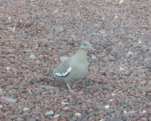 white winged dove