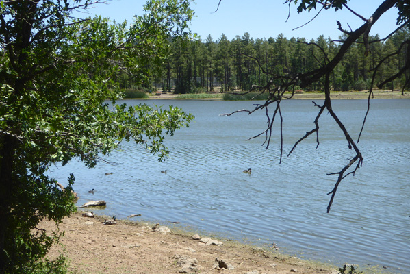 Woodland Lake