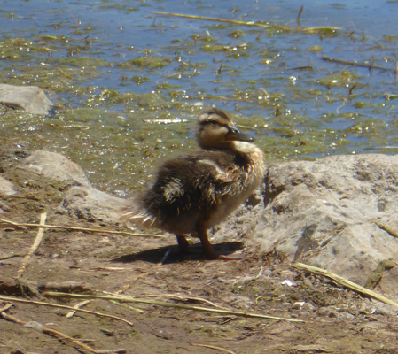 duckling