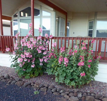 Hollyhocks