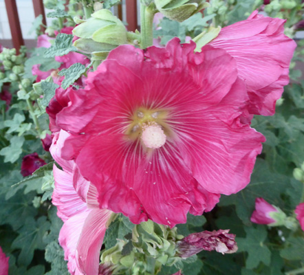 Hollyhock