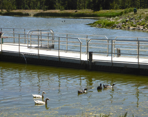 ducks pier