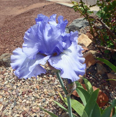 Dutch Blue Bearded Iris.