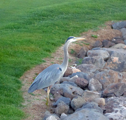 Great Blue Heron