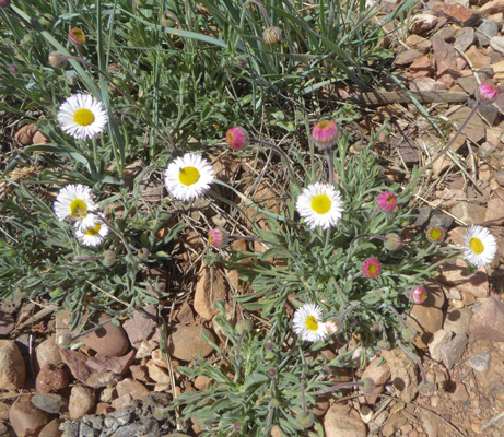 Tidy Fleabane (Erigeron concinnus)