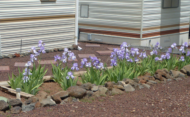 Bearded Iris