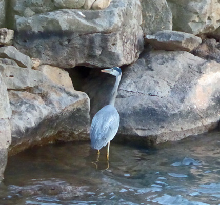 Great Blue Heron