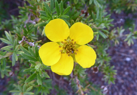 shrubby cinquefoil