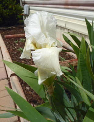  white bearded iris.