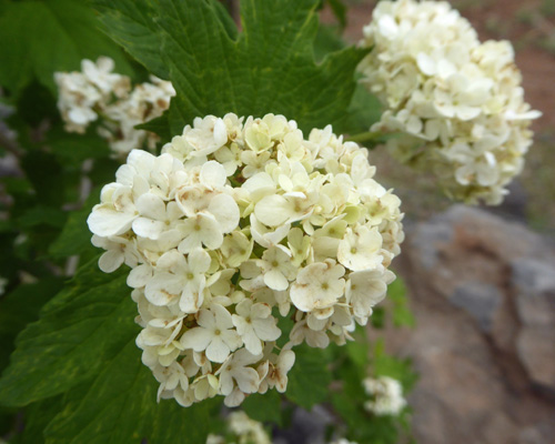 European Cranberry Bush (Viburnum opulus)