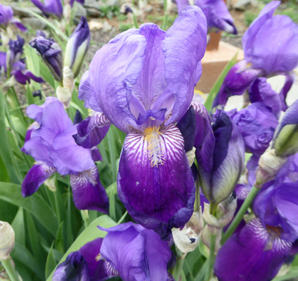Deep blue bearded iris