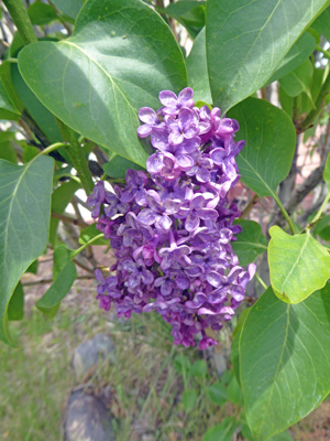 lilacs