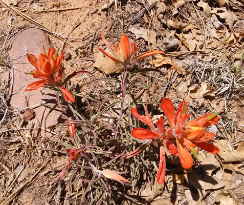 Foothill Paintbrush (Castilleja integra)