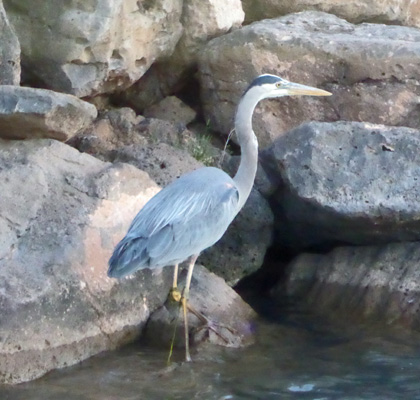 Great Blue Heron