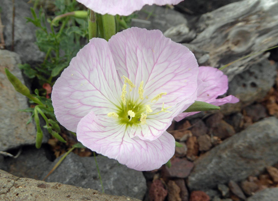 Showy Evening Primrose