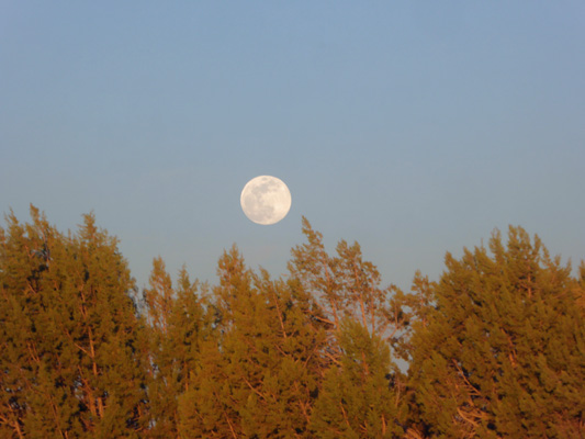 Full moon over junipers