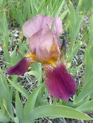 Burgundy bearded iris