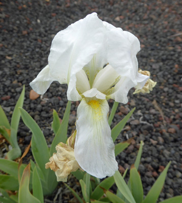 White bearded iris