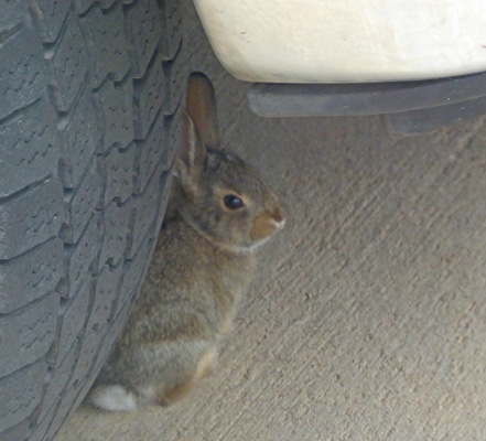 Bunny under truck