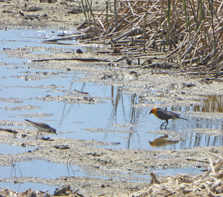 Yellow-headed blackbird, killdeer