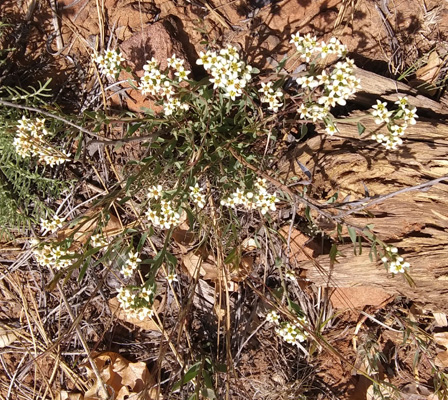 Tawny Catseye (Cryptantha fulvocanescens)